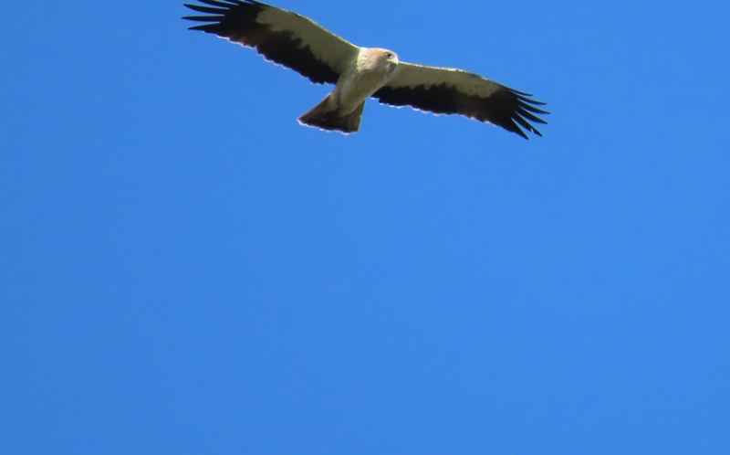 Booted Eagle